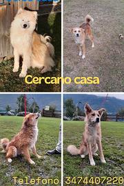 Cani con documenti