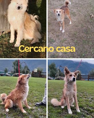Cani con documenti