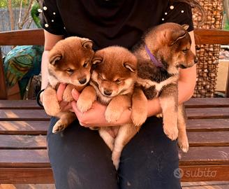 Cuccioli Shiba Inu con pedigree ENCI