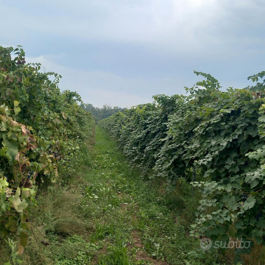 TERRENO AGRICOLO CON VIGNETO - Vista 3