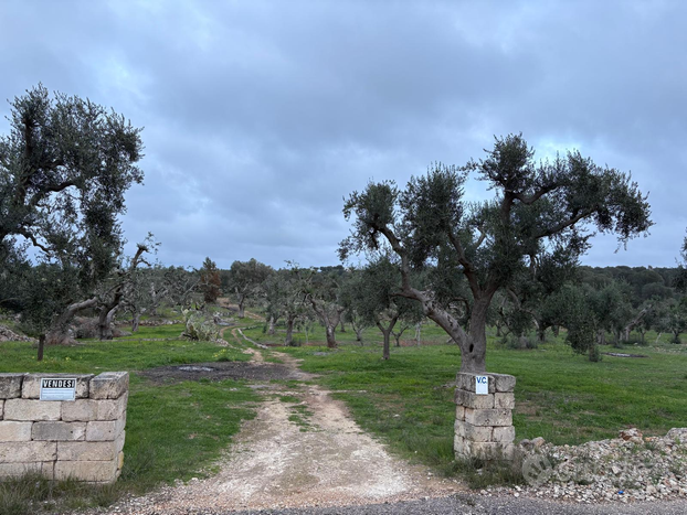 Terreno Agricolo - Lizzano (TA)