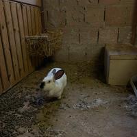 Coniglia Californiana purissima