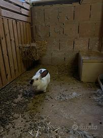 Coniglia Californiana purissima