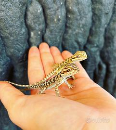 Pogona