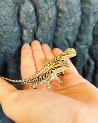 Pogona