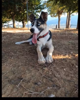 Cucciola adorabile