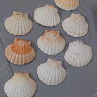 Conchiglie marine