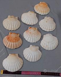 Conchiglie marine