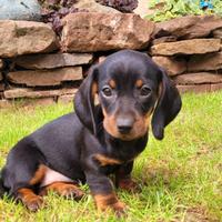 Cucciolo di bassotto kaninchen nero maschio