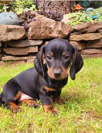 Cucciolo di bassotto kaninchen nero maschio