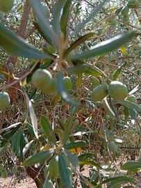 Olive