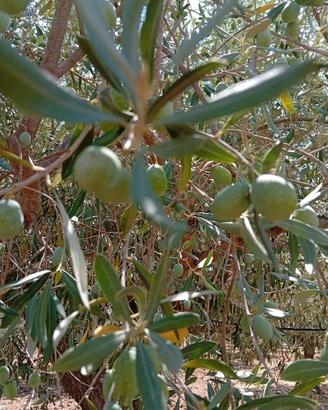 Olive