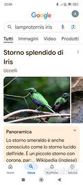 Storno smeraldino