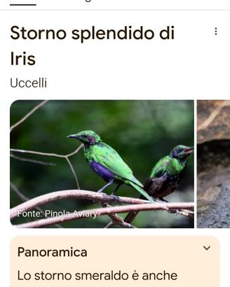 Storno smeraldino