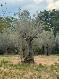 Piantoni di Ulivo