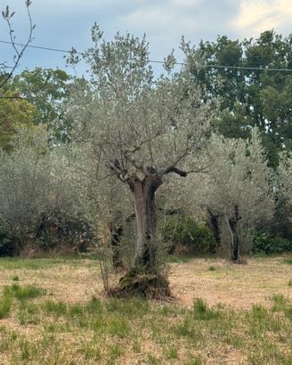 Piantoni di Ulivo