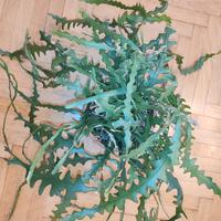 Cactus Epiphyllum anguliger