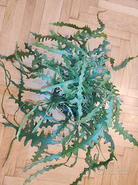 Cactus Epiphyllum anguliger