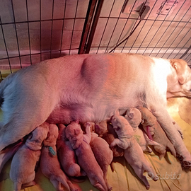 Disponibili cuccioli di labrador retriever