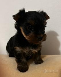 Yorkshire terrier femmina