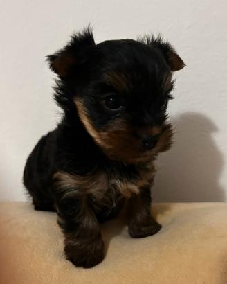 Yorkshire terrier femmina