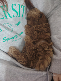 Barboncini red maschi