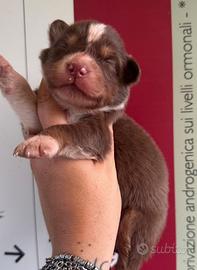 Femmina Pastore australiano pedigree