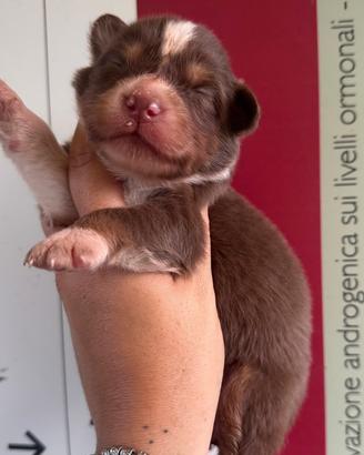 Femmina Pastore australiano pedigree