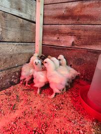 Moroseta pulcini