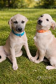 Meravigliosi cuccioli color tortora