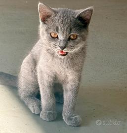 Gattini Scottish straight