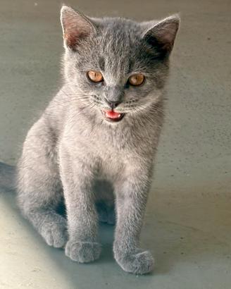 Gattini Scottish straight