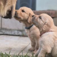 Golden Retriver CUCCIOLI