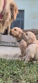 Golden Retriver CUCCIOLI