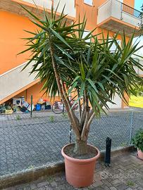 Pianta della felicità (yucca!)