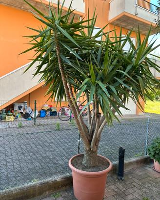 Pianta della felicità (yucca!)