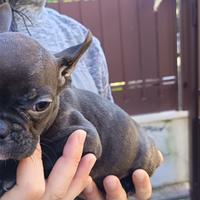 Bulldog Francese Esotico