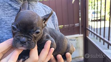 Bulldog Francese Esotico