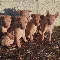 Cuccioli Cirneco dell' etna