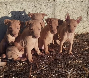 Cuccioli Cirneco dell' etna