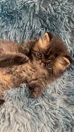 Cuccioli di gatti persiani