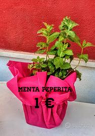 Piante Aromatiche 