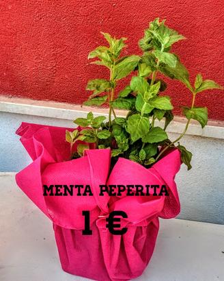 Piante Aromatiche 