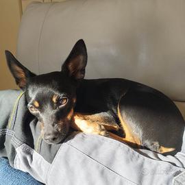 Femmina Pinscher disponibile per accoppiamento