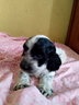 cuccioli-cockapoo