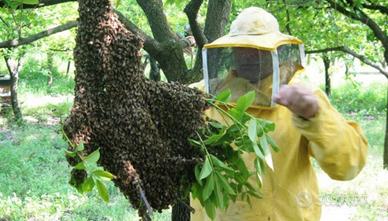 Recupero sciami api Trieste