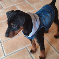 Disponibile una maschietto nero e una femminuccia