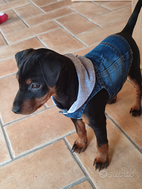 Disponibile una maschietto nero e una femminuccia