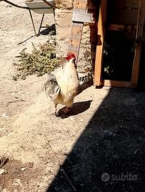 Animali