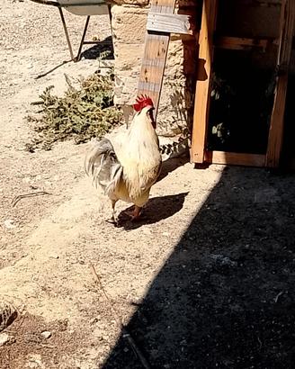 Animali